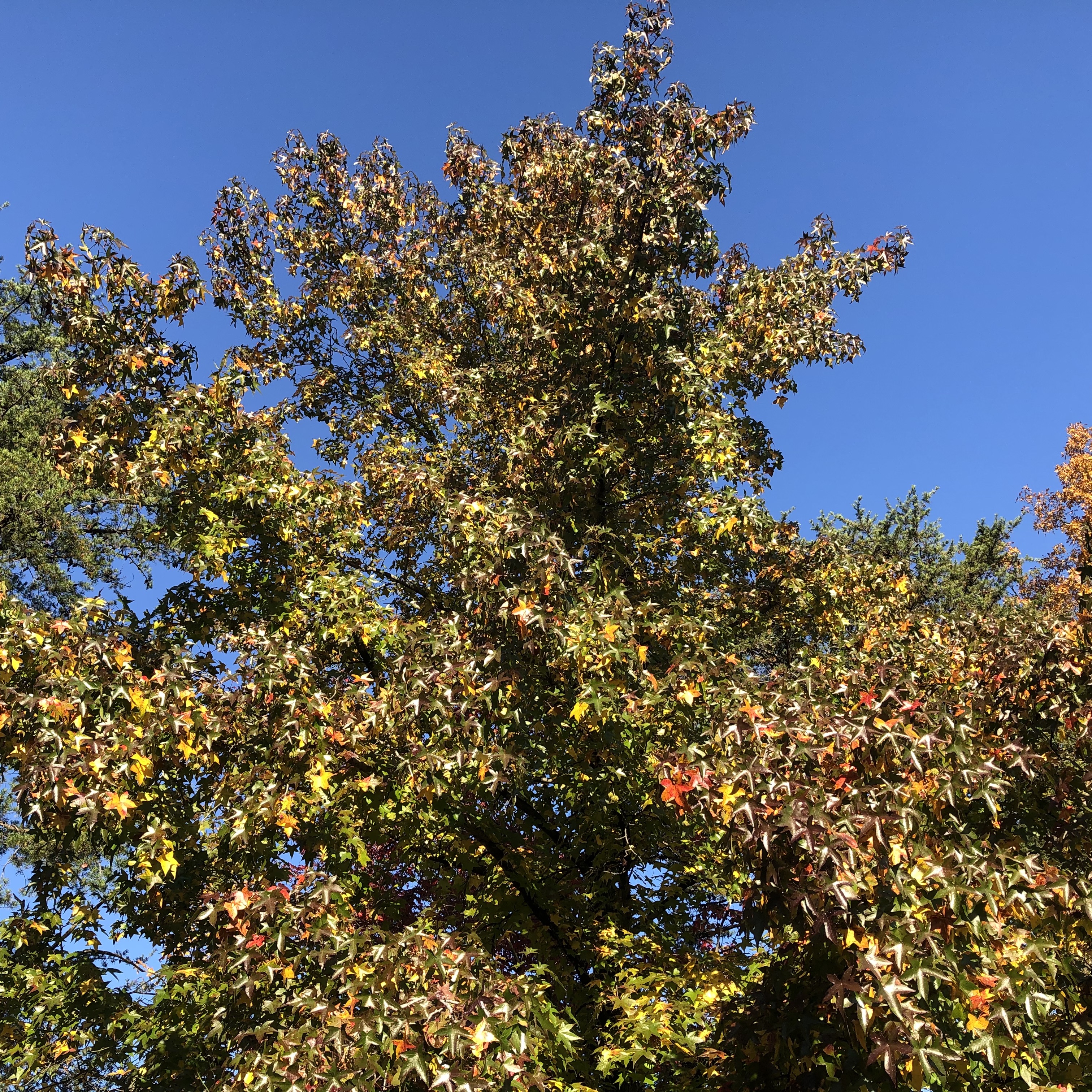 Mature Sweetgum tree in Reston, VA