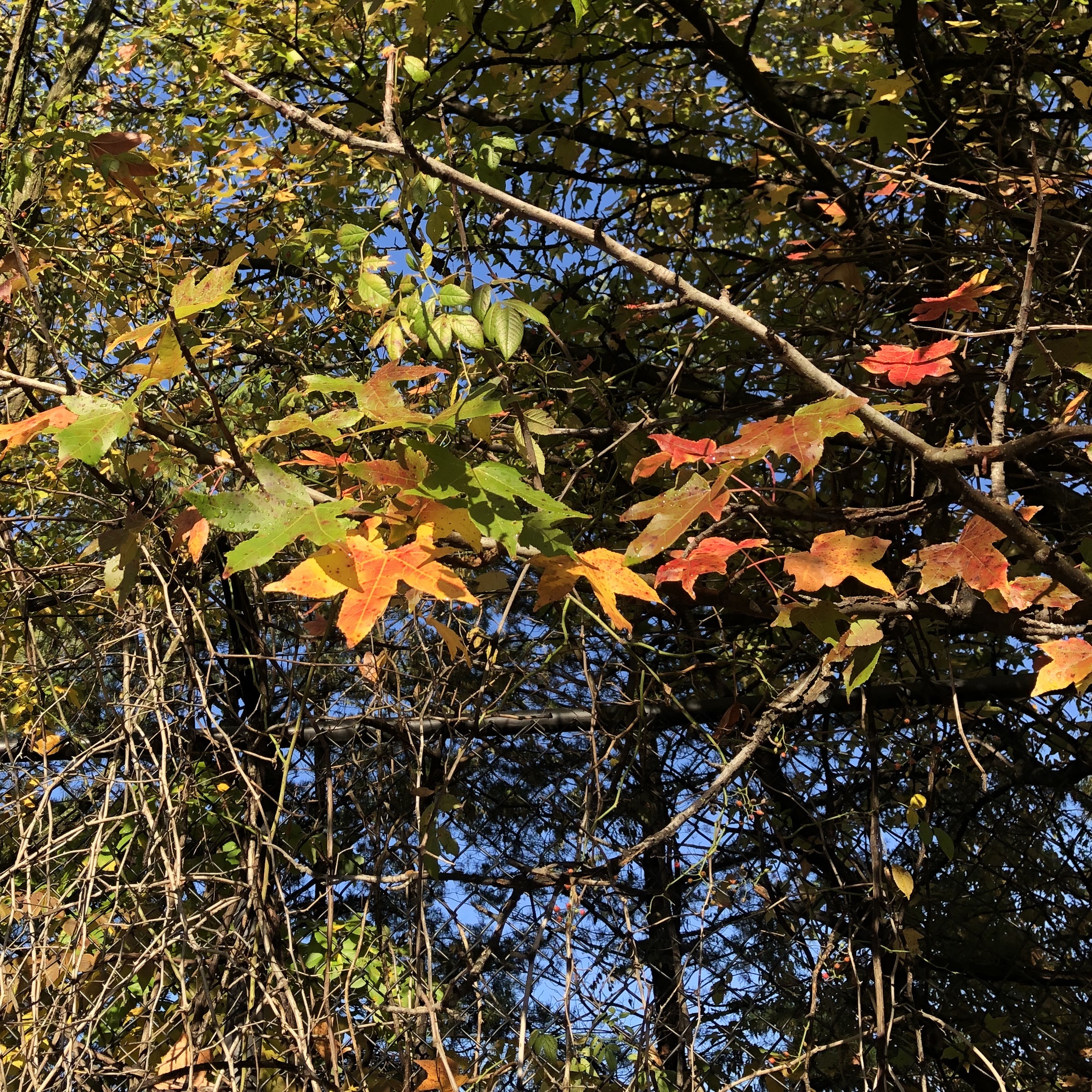 Sweetgum Fall Colors
