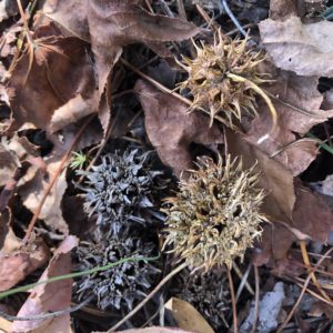 Sweetgum fruits