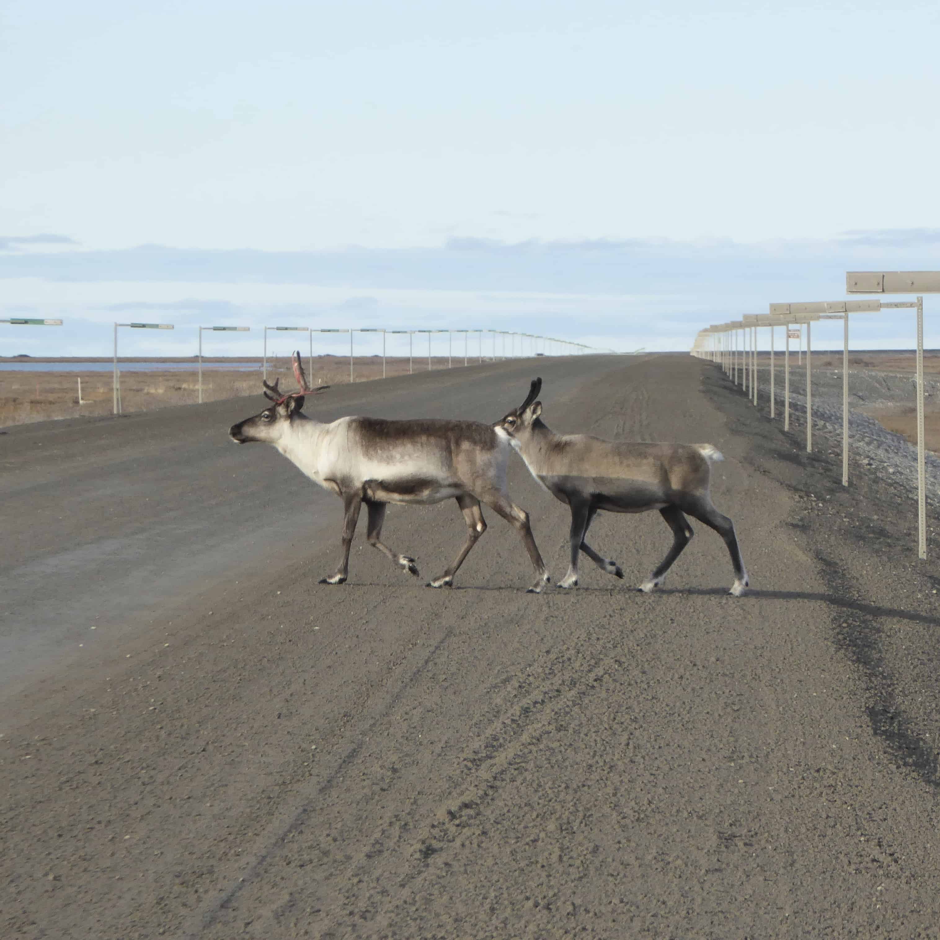 Caribou in Alaska