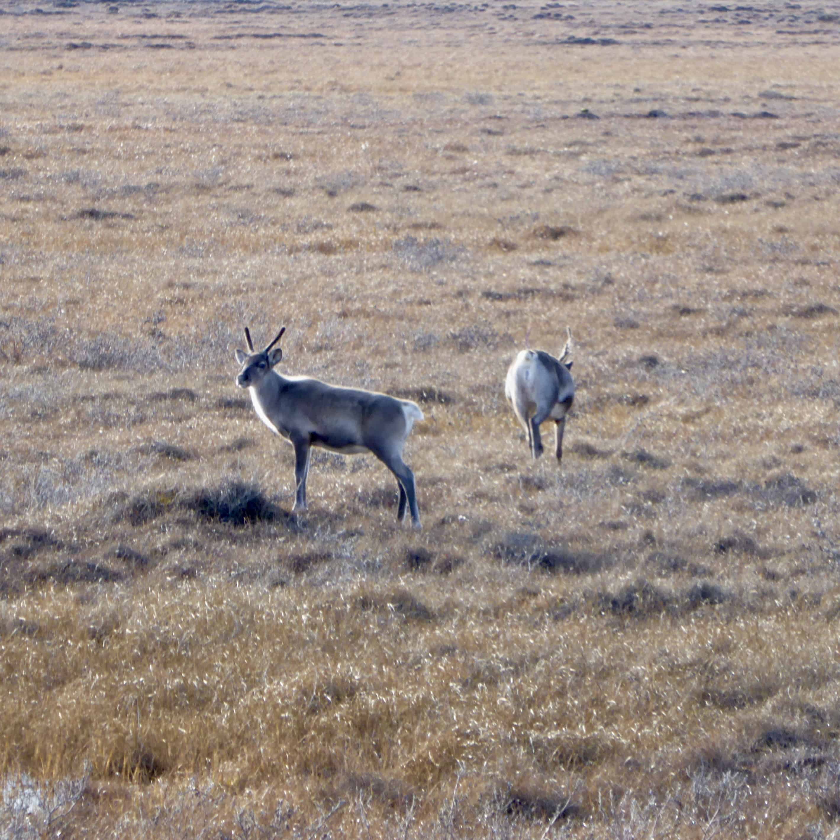 Curious Caribou in Alaska