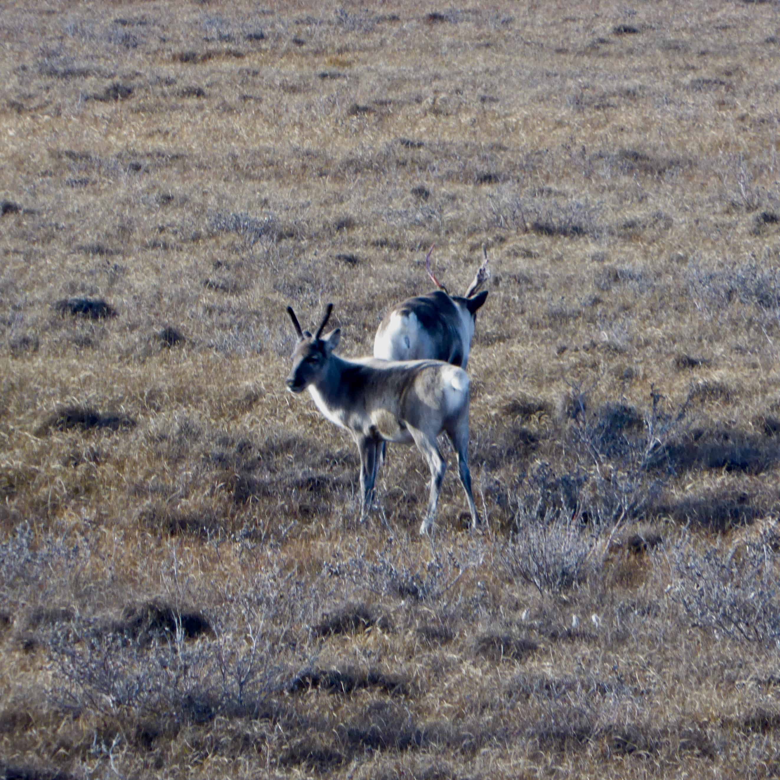 Caribou Arctic Adaptations