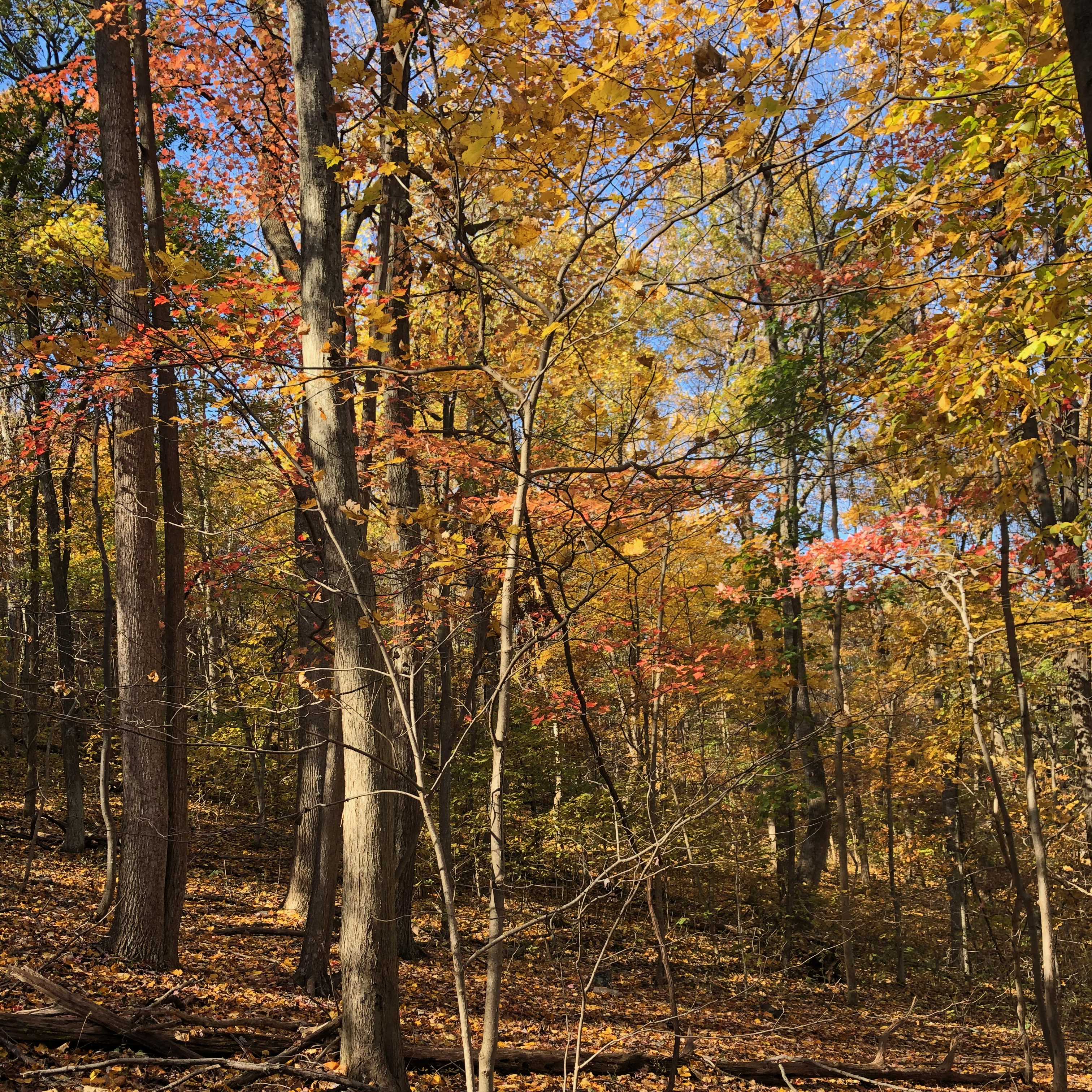 Fall Foliage Bears Den Hike