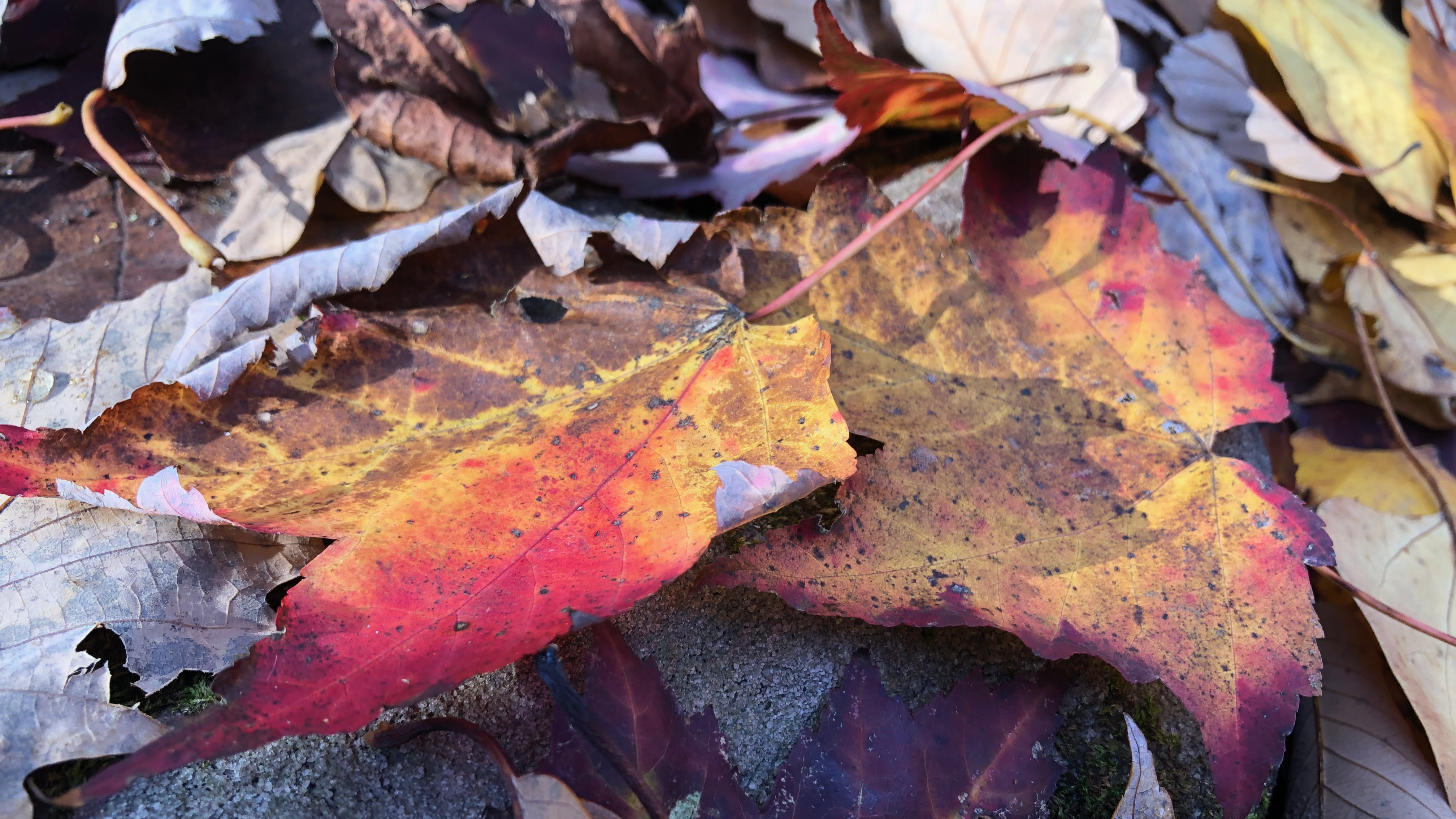 Maple leaves in the fall. 