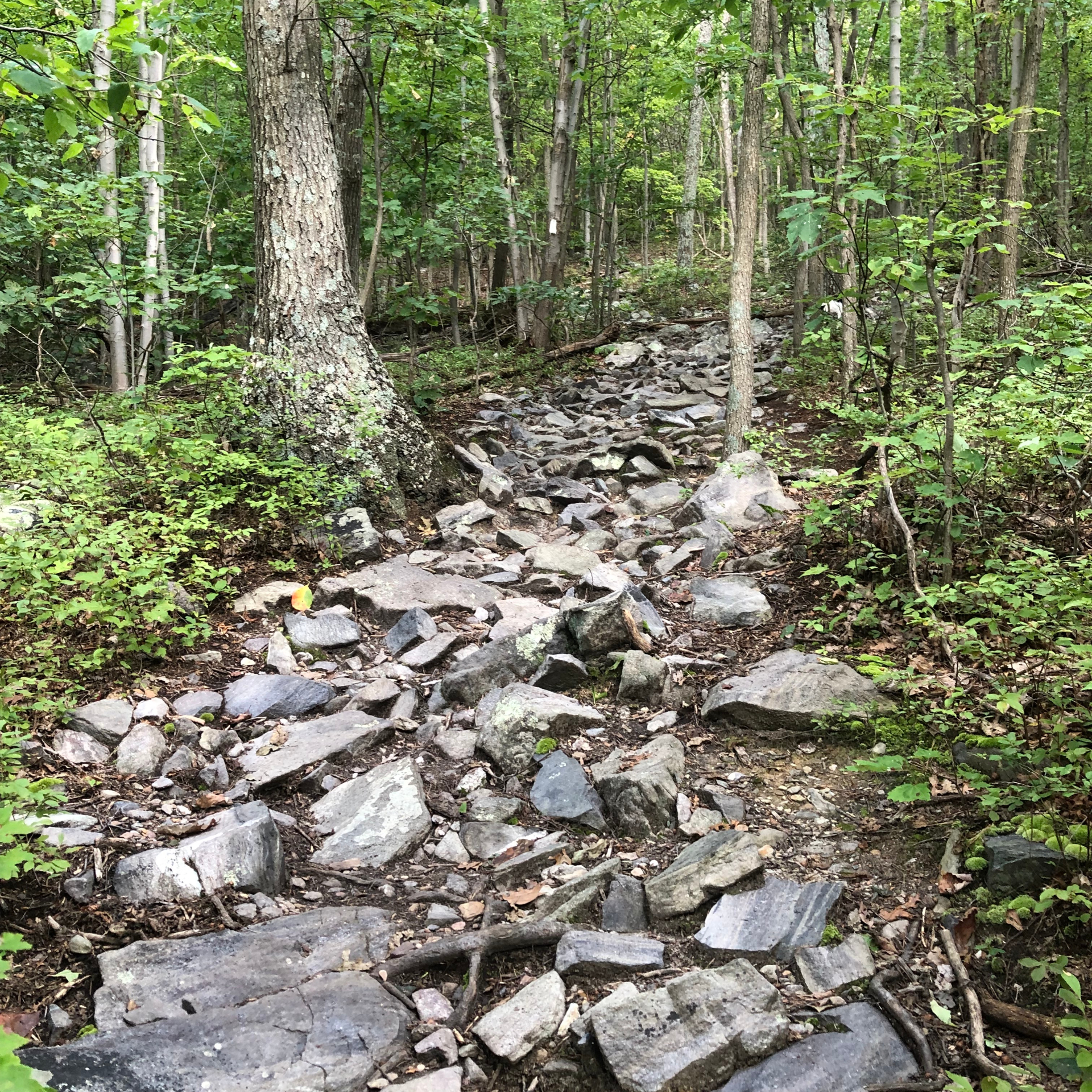 Rocky AT near Bluemont