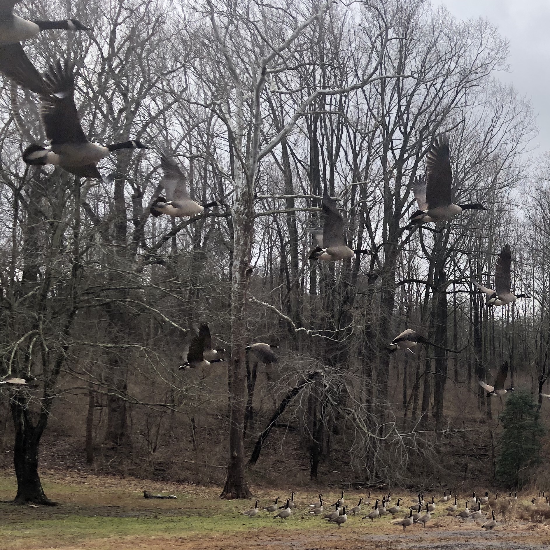 Geese flying away during photo op!