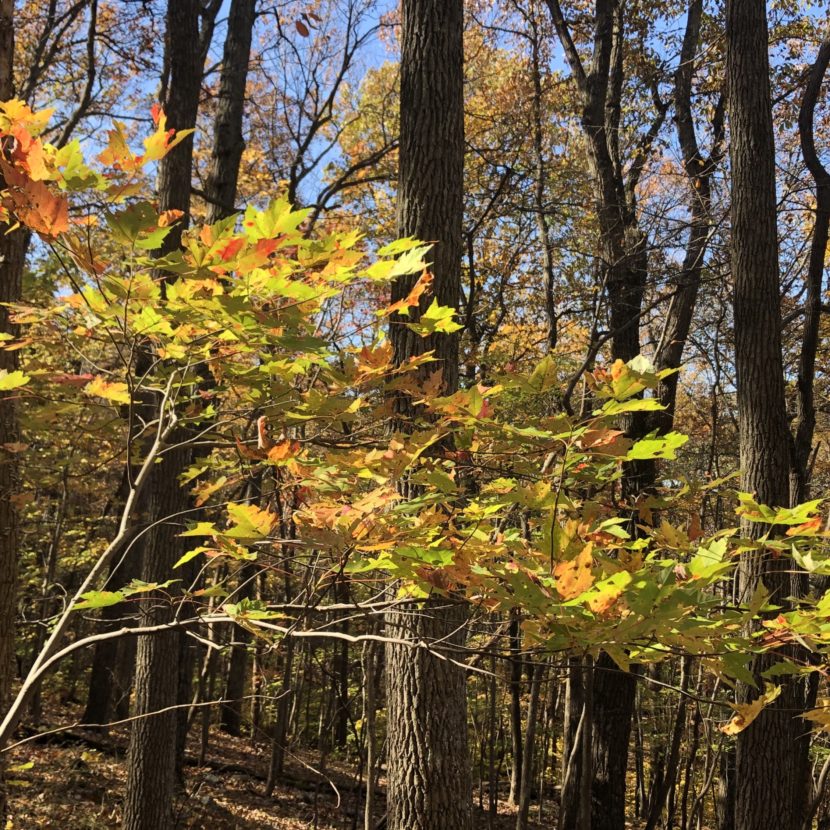 Shows typical foliage along this section of the Appalachian Trail.