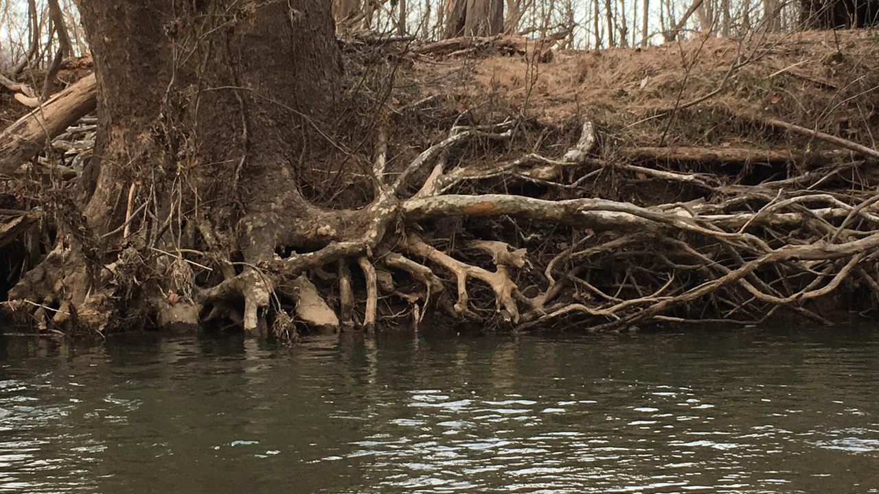 A Glimpse of the Complicated Root System of a Large Sycamore Tree in Great Falls, VA