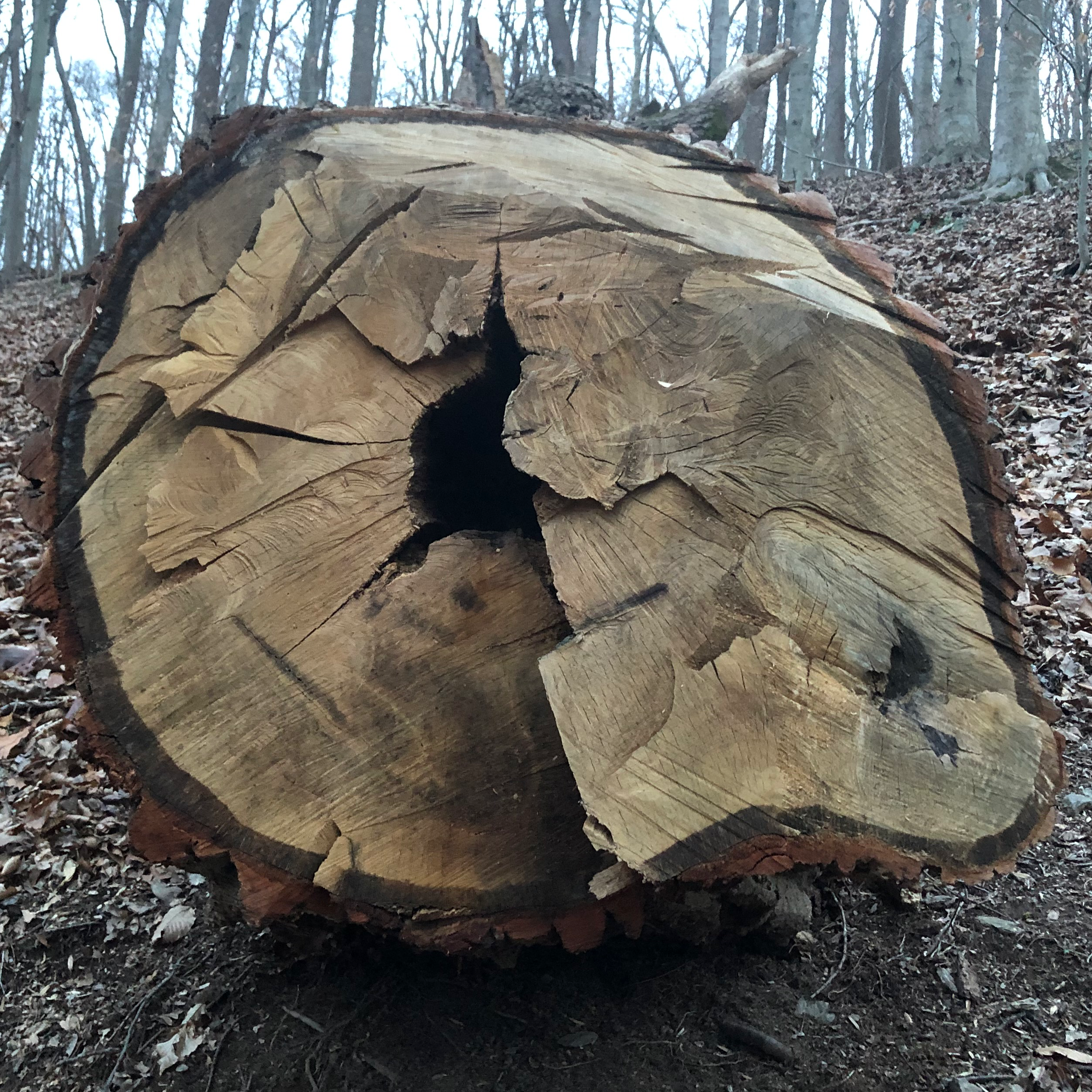 Large Chestnut Oak Log