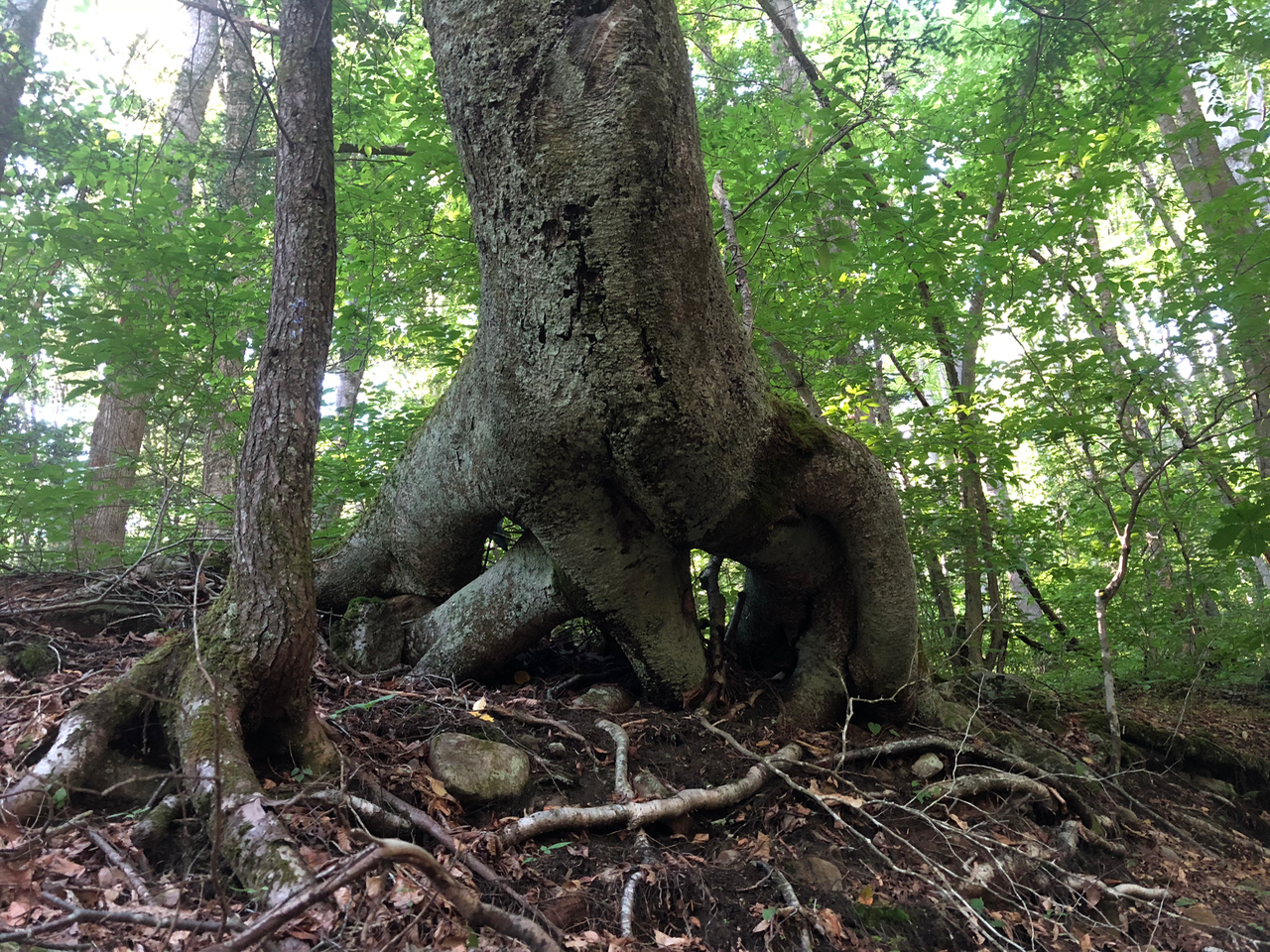 Unusual tree root growth.