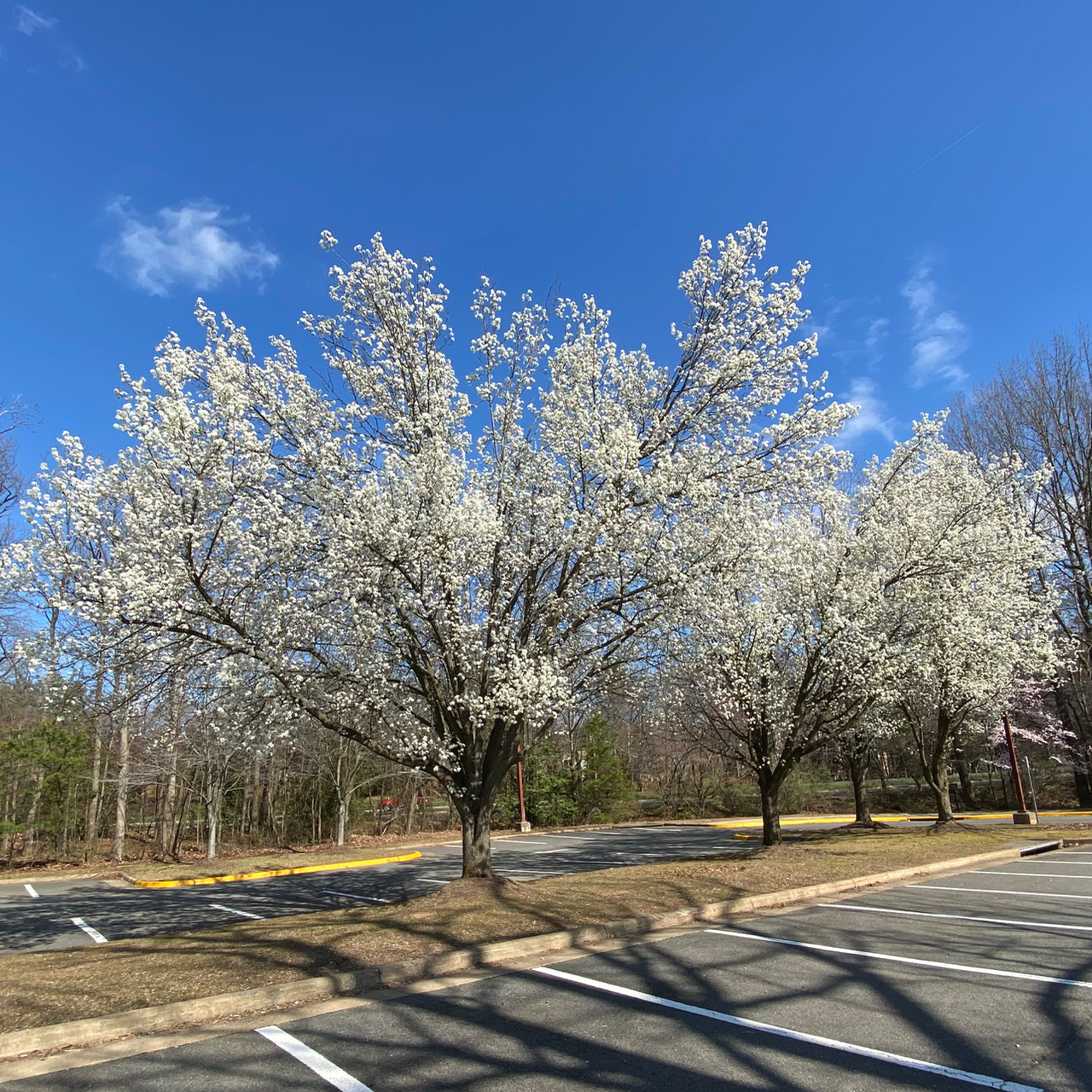 Mature Bradford Pear Trees