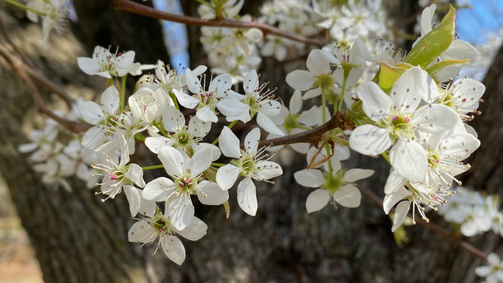 Bradford Pear Tree Unlikely Invasive Species Vics Tree Service