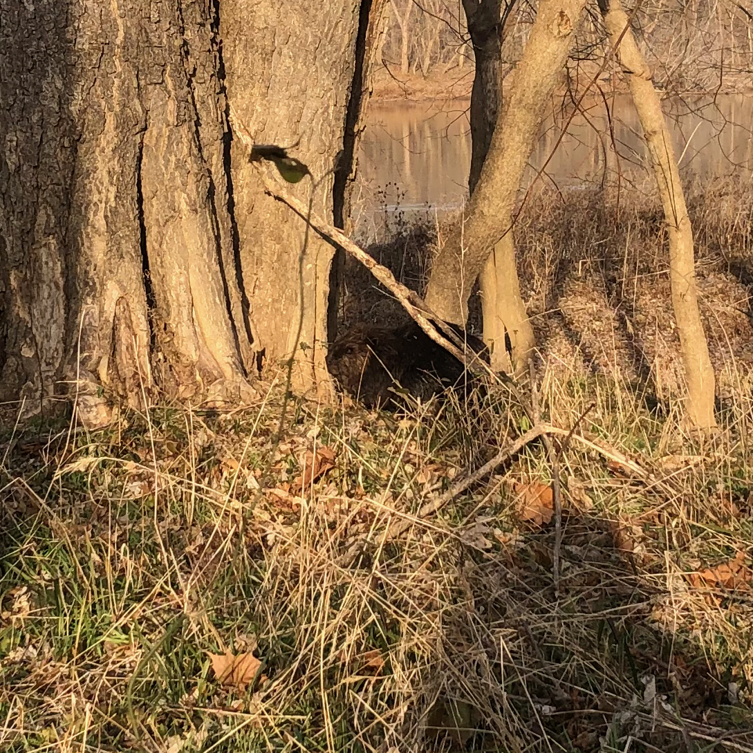 Beaver in Great Falls, VA