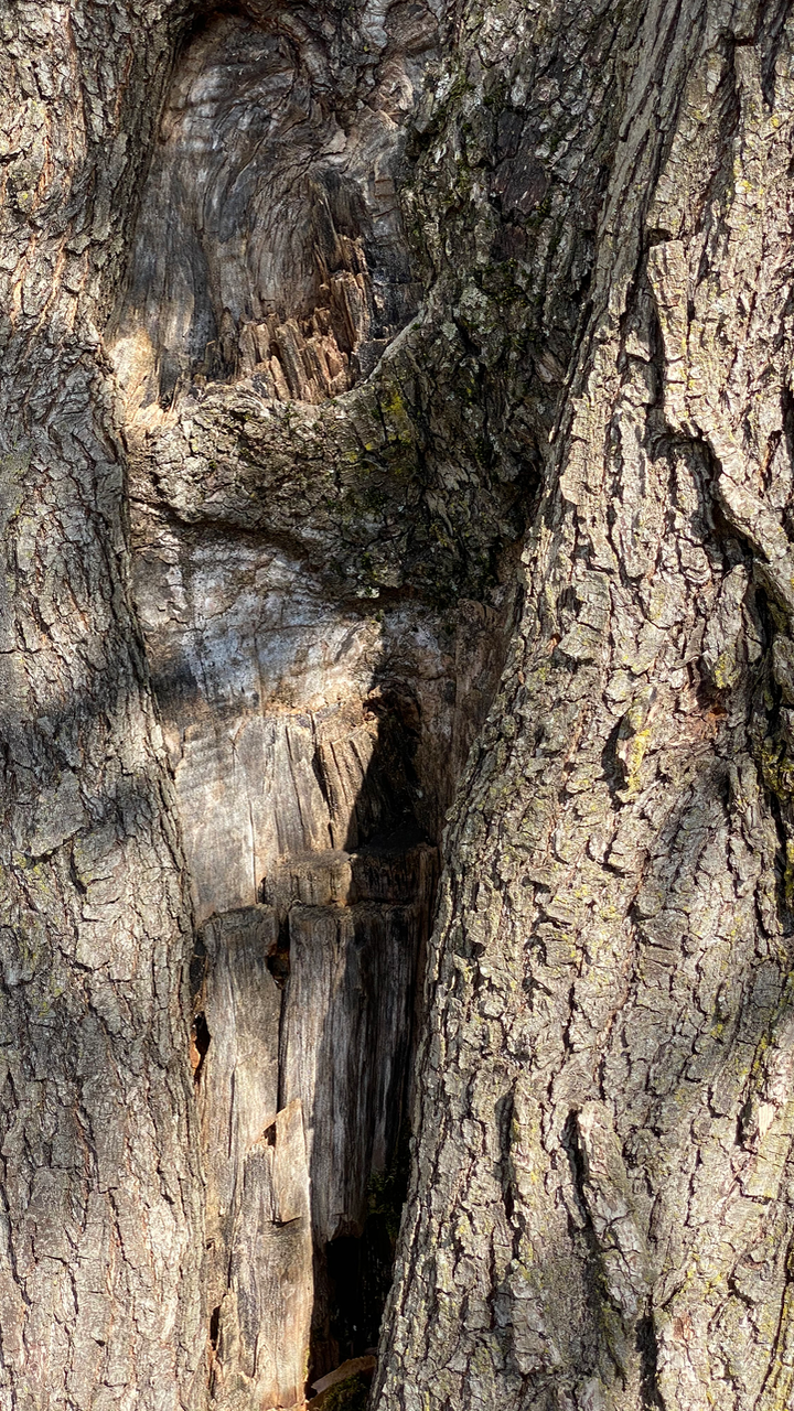 Trunk Scar Reston, VA Pear tree