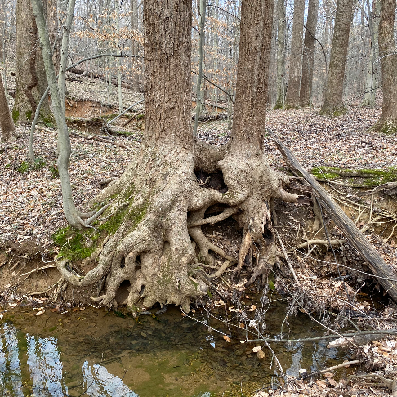 Twin root Adaptations