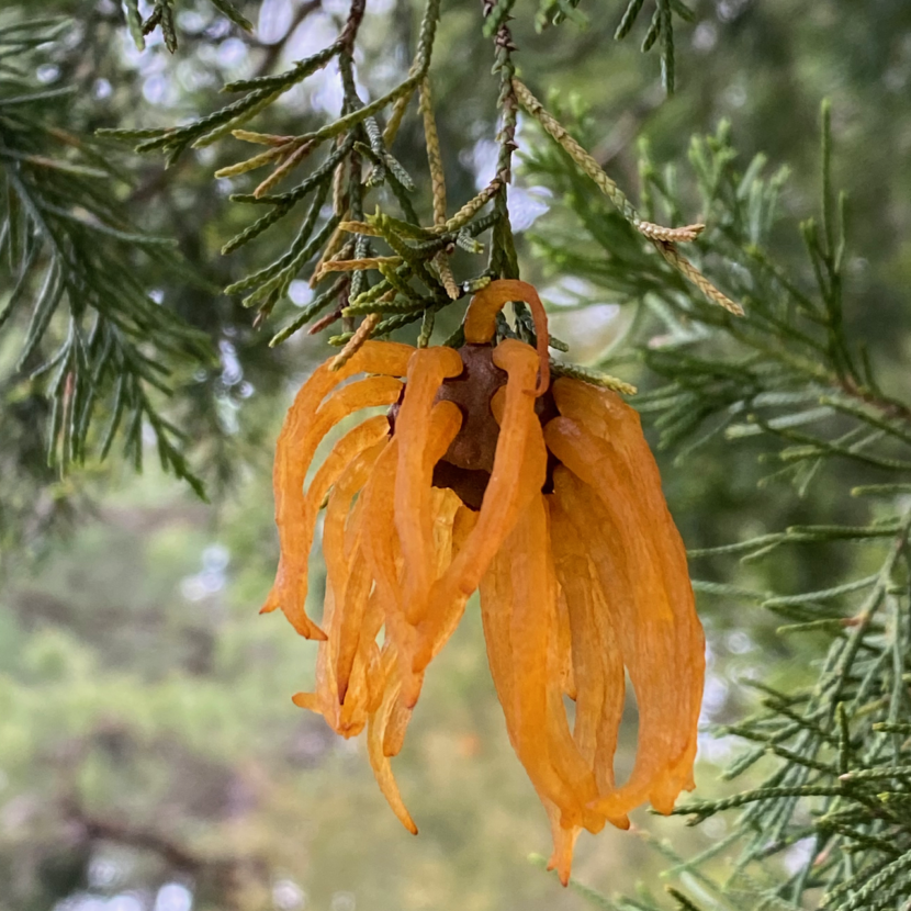 Creepy Orange Fungi