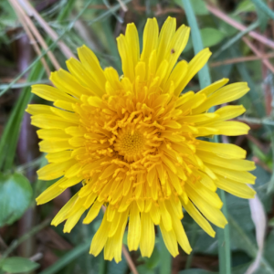 Dandelion Petals and Stigma