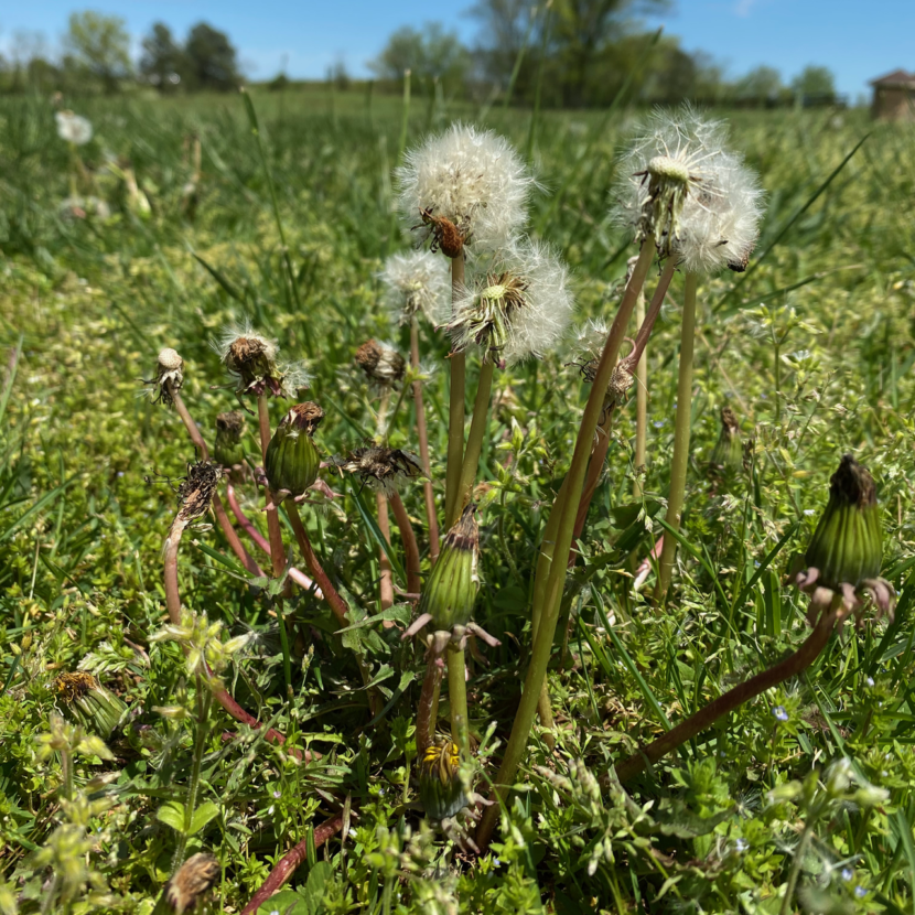 Dandelions: Not Just Ugly Weeds