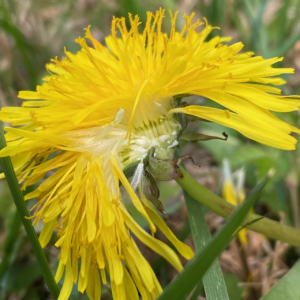 Parts of dandelion flower