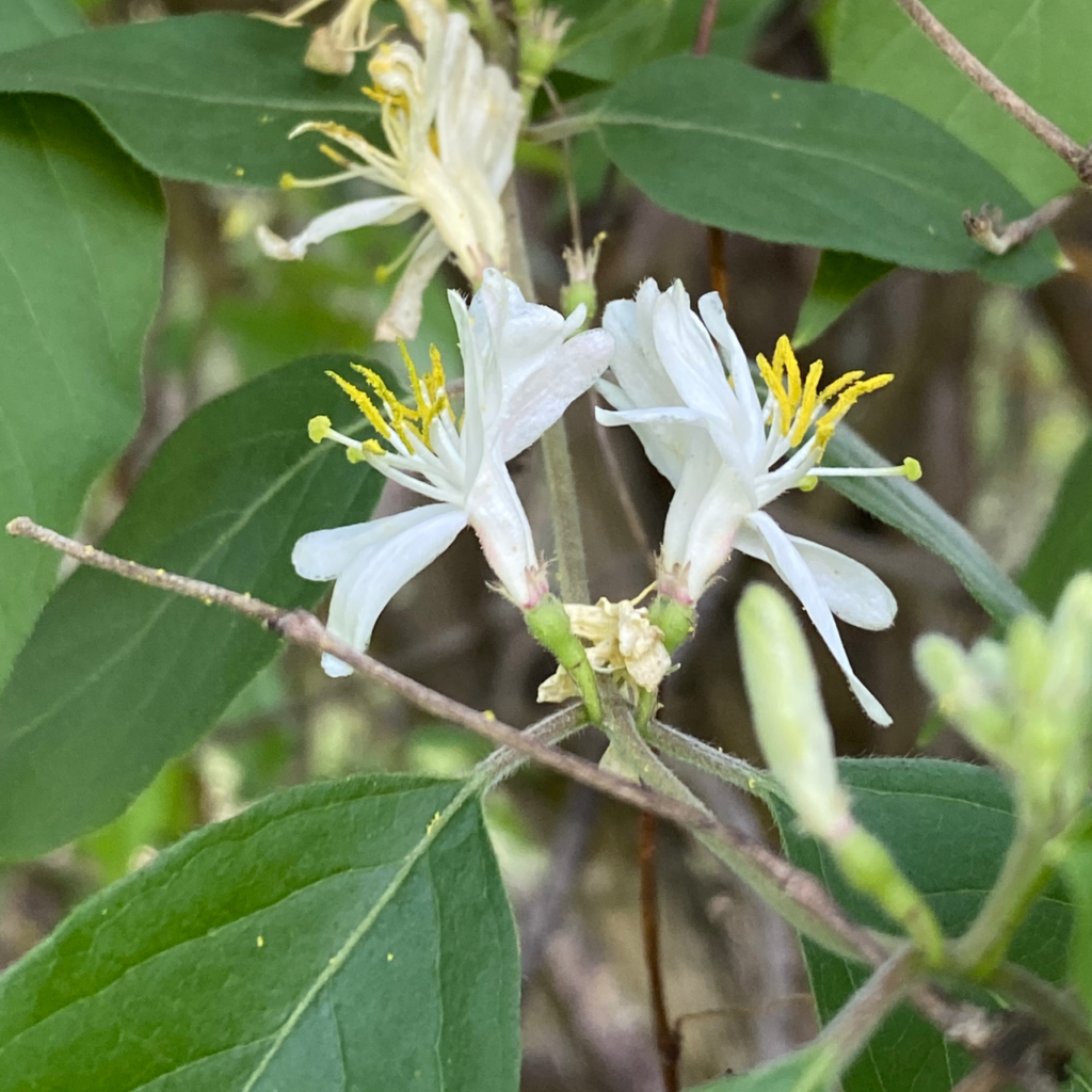 japanese-honeysuckle-invasive-species-vic-s-tree-service