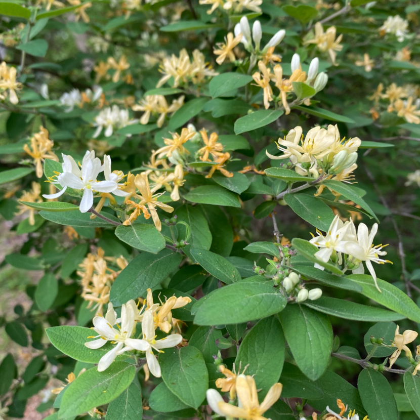 Japanese Honeysuckle Invasive Species Vic s Tree Service