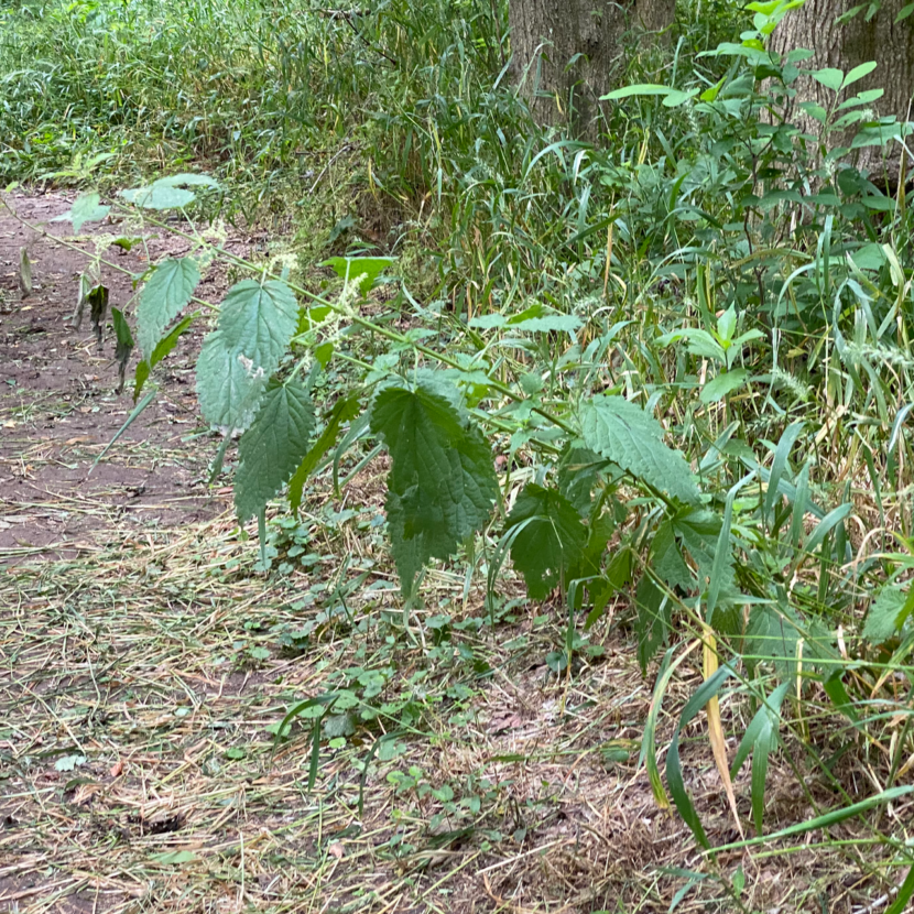 Stinging Nettle on the Trail