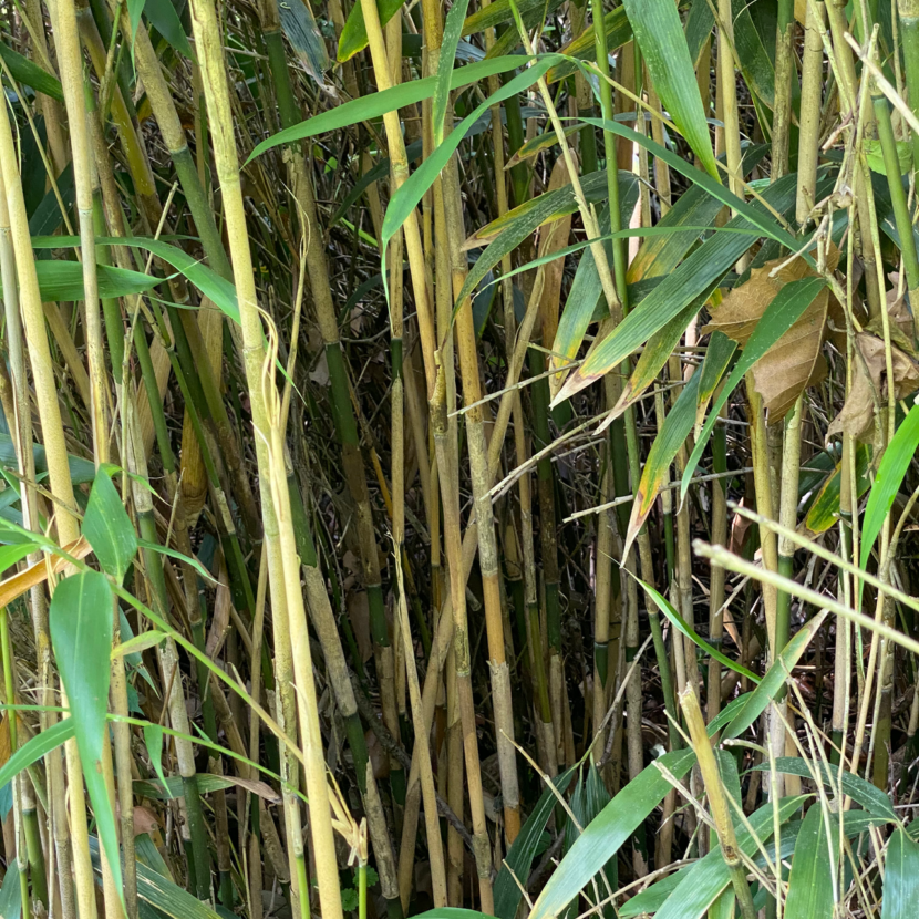 Bamboo - Another Invasive Species - Vic's Tree Service