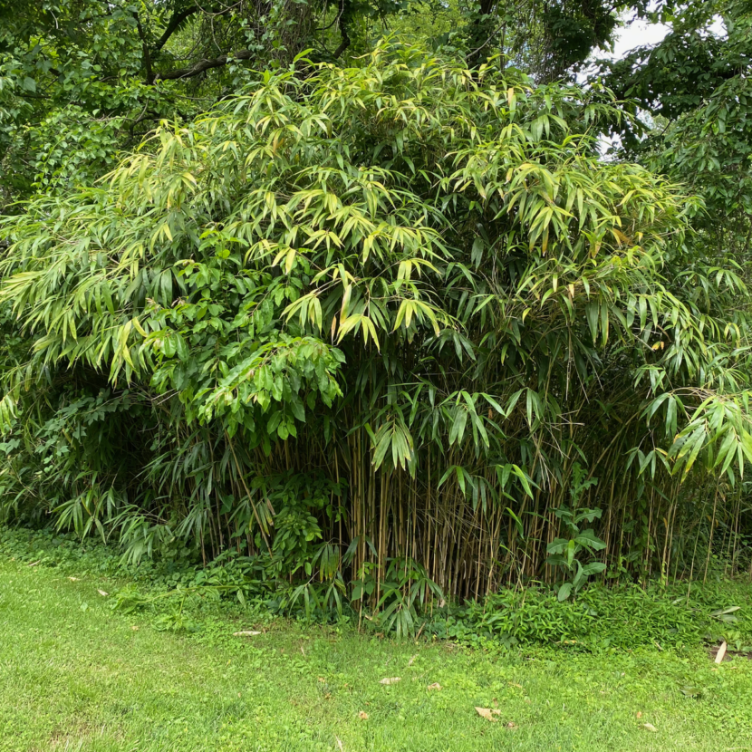 bamboo-another-invasive-species-vic-s-tree-service