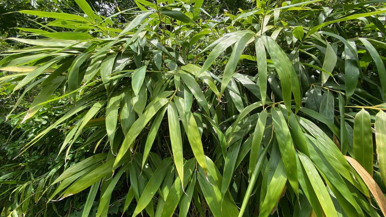 Bamboo ~ Another Invasive Species ~ Vic's Tree Service