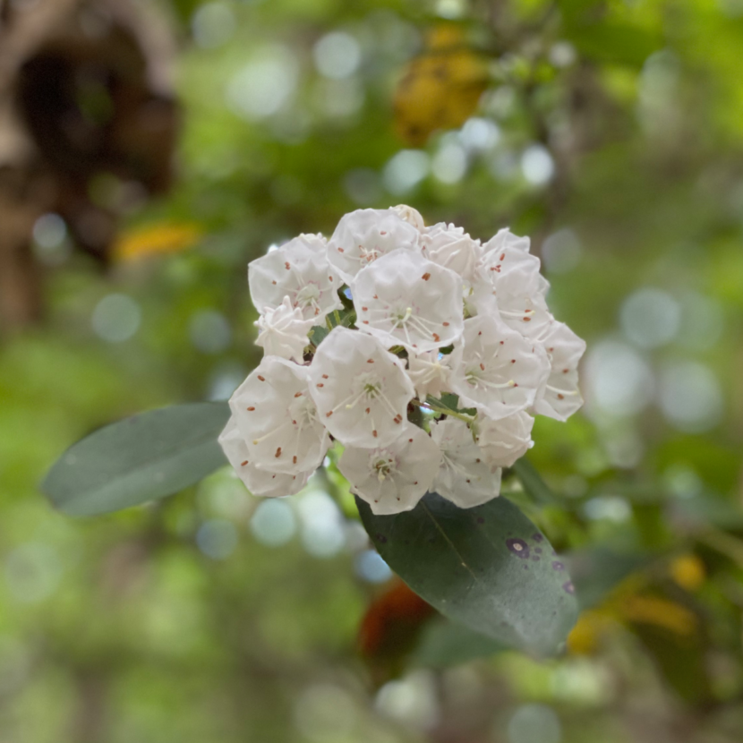 Mountain Laurel Beautiful but Deadly