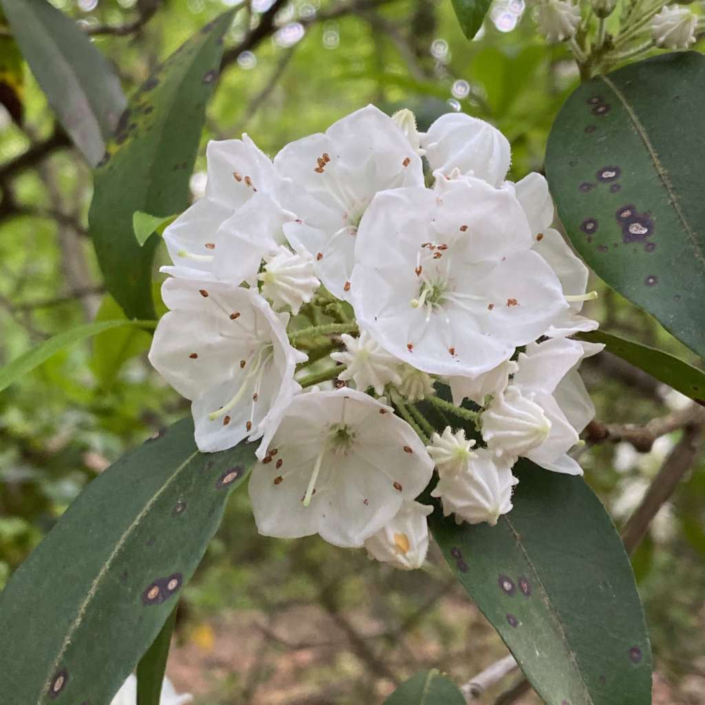 Is Texas Mountain Laurel Poisonous To Humans