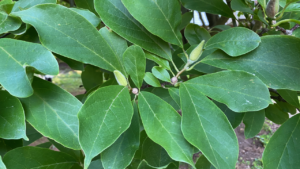 Saucer Magnolia Leaves