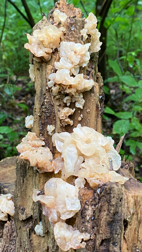 Jelly Fungi ~ Basidiomycota ~ Vic's Tree Service ~ Uncategorized