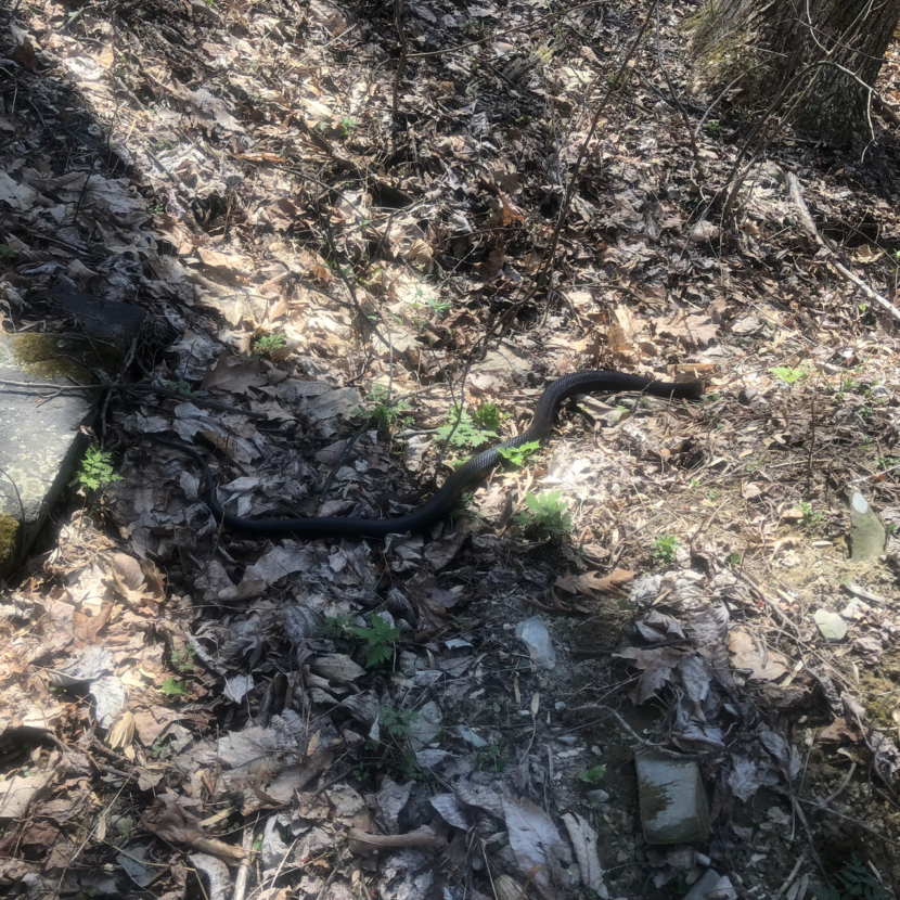 Eastern Rat Snake in the Woods