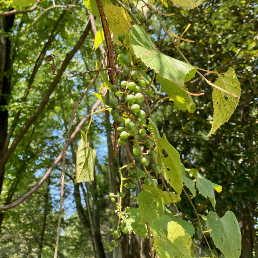 Wild Grape Vines