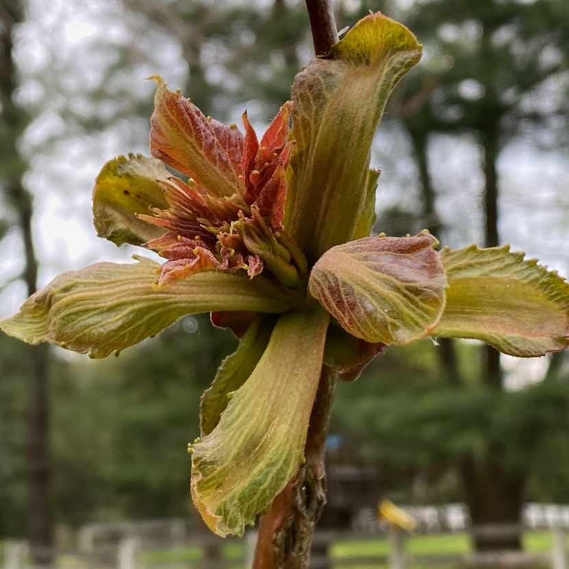 Tree of Heaven Emerging in the Spring