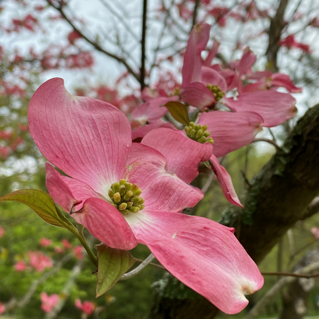 List 91+ Pictures Cornus Florida Urbiniana ~ Mexican Flowering Dogwood ...