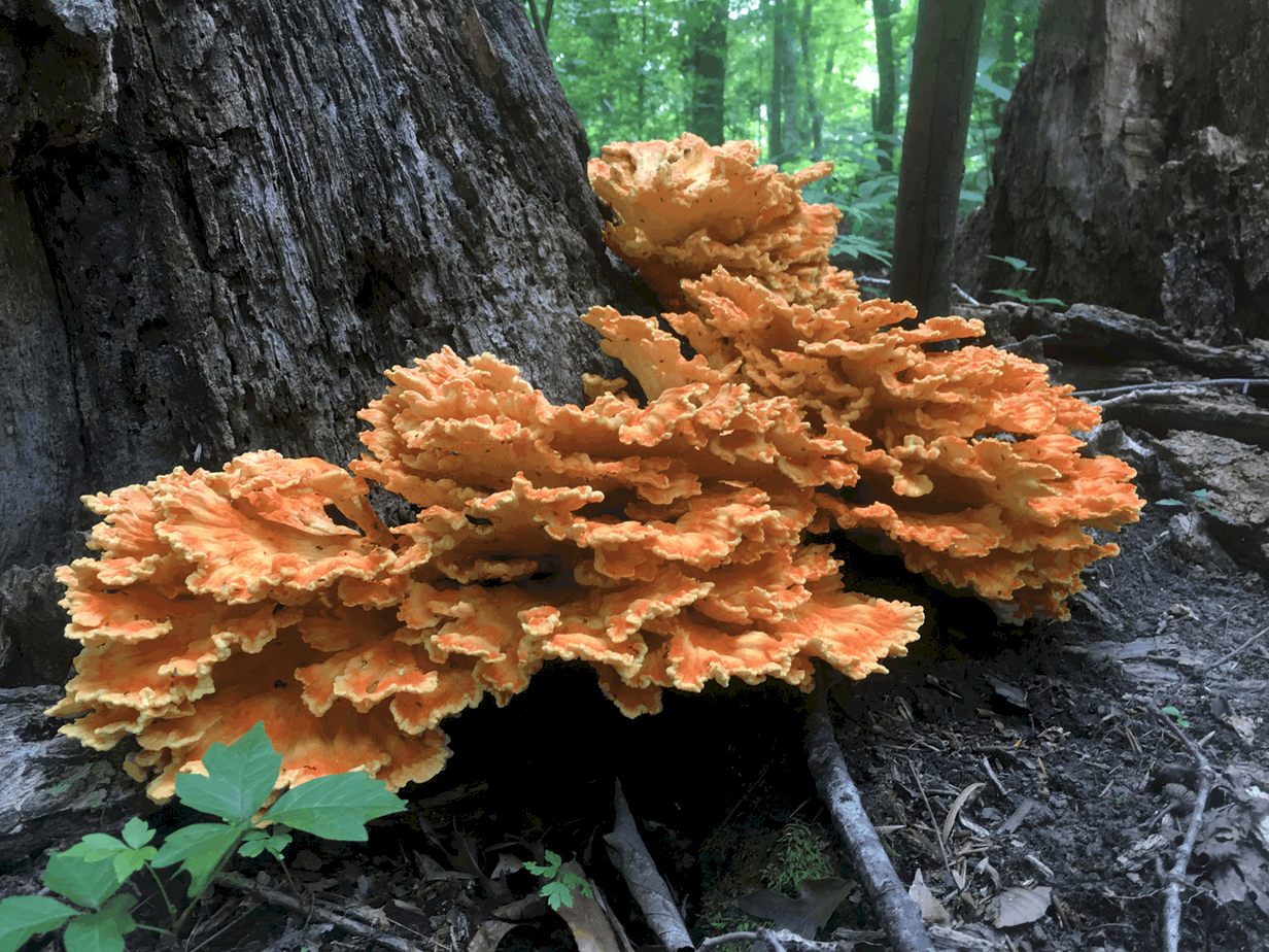 chicken-of-the-woods-laetiporus-cincinnatus-vic-s-tree-service