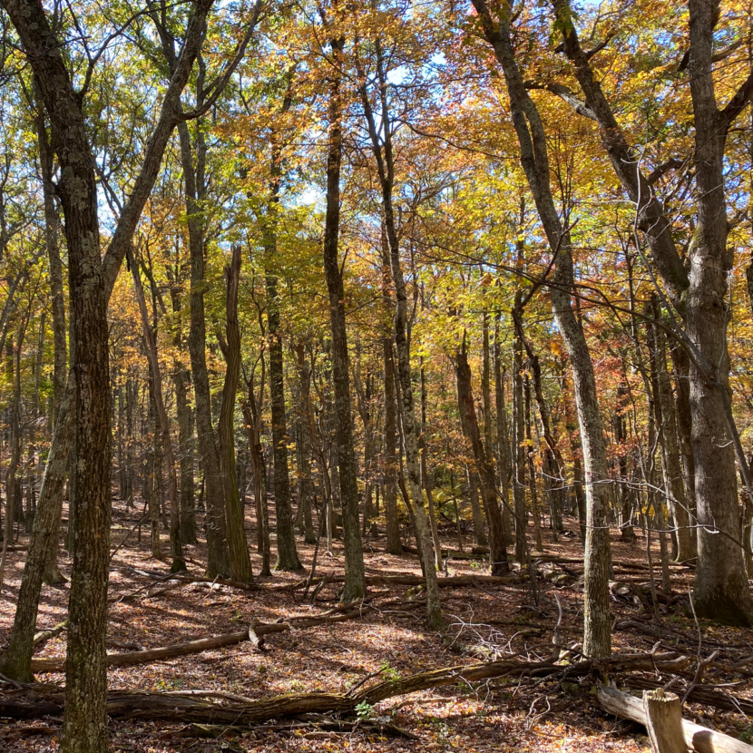 Fall Forest in Seneca Rocks, WVA