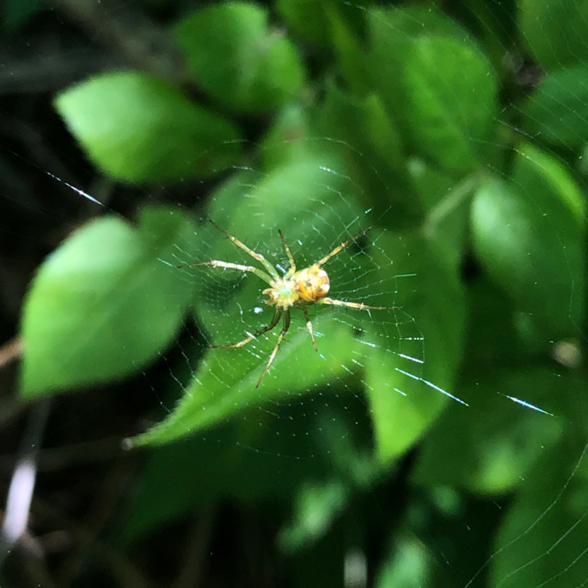 Spider on his Web