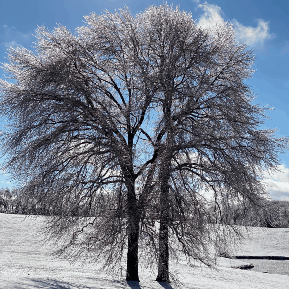 Ice on Tree Branches