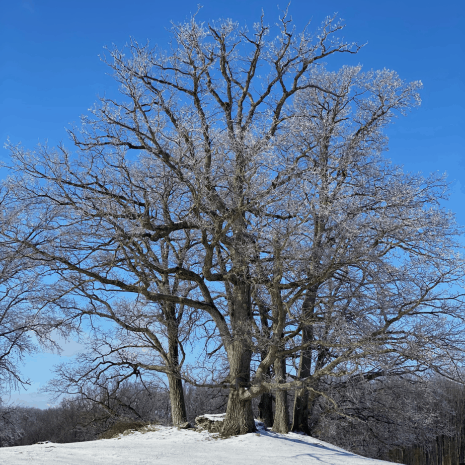 Ice on Oak Tree Branches