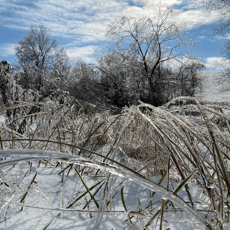 Beautiful Ice on Foliage