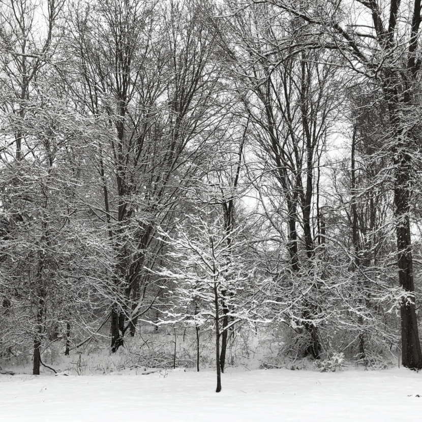 Winter Tree Care