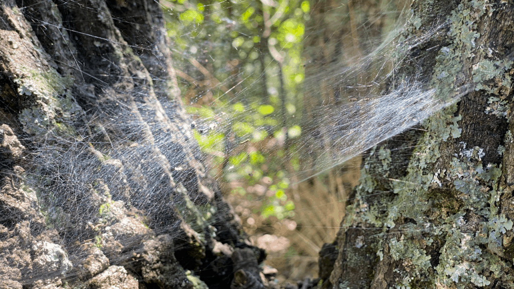 Sings of Spring Spider Webs