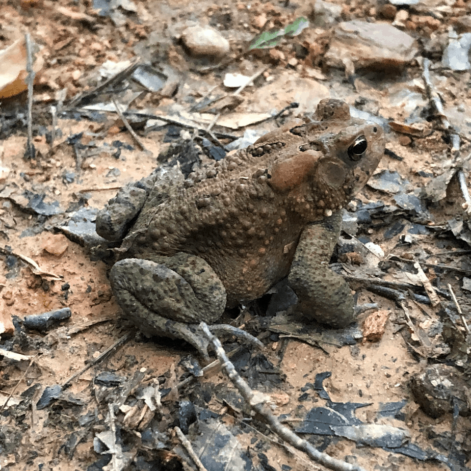 Frog in the Environment