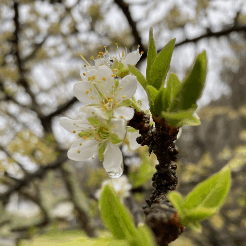 Tree Bloooms