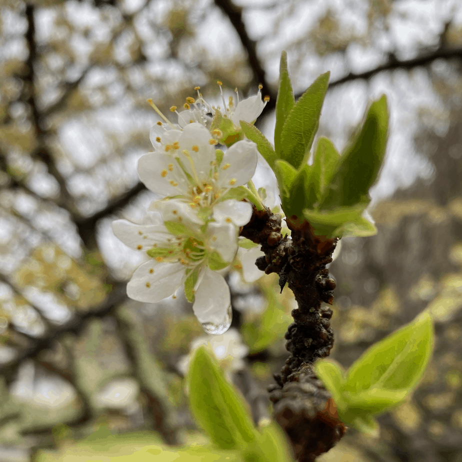 Tree Bloooms