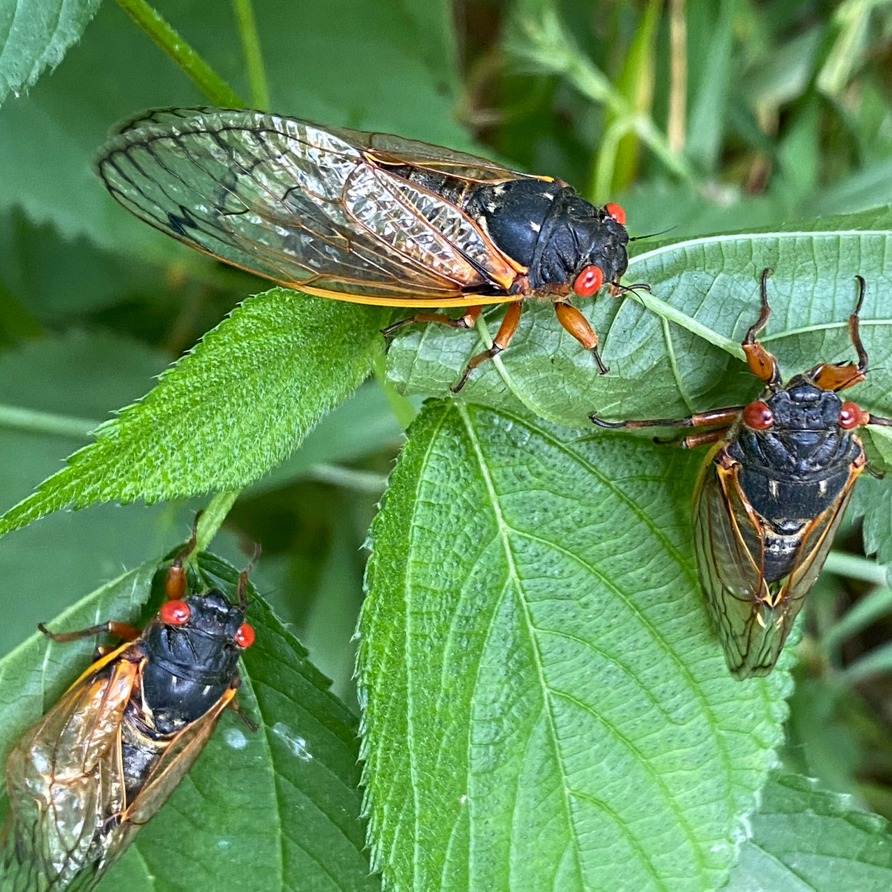 Three Cicadas