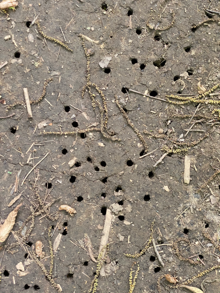 Holes from Emerging Cicadas